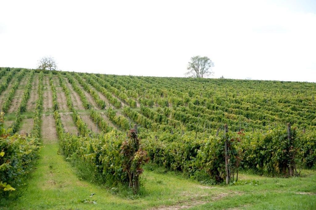 Agriturismo Buon Riposo - Country Resort In The Heart Of Tuscany San Giovanni a Corazzano Bagian luar foto