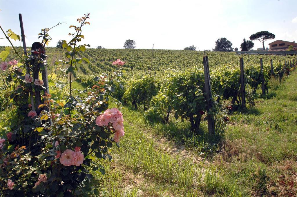 Agriturismo Buon Riposo - Country Resort In The Heart Of Tuscany San Giovanni a Corazzano Bagian luar foto